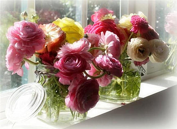 Flowers in window, colorful, window, , beauty, pink, light, variously colored, nature, flowers HD wallpaper
