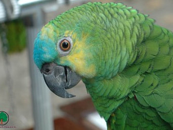 adi, birds, animals HD wallpaper