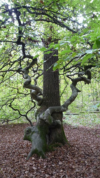 Dwarf beech, Beech Tree HD phone wallpaper