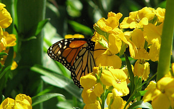 Flowers, Macro, Butterfly, Stems HD wallpaper