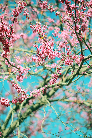 Flowers, Pink, Wood, Tree, Branches, Bloom, Flowering, Spring HD phone wallpaper
