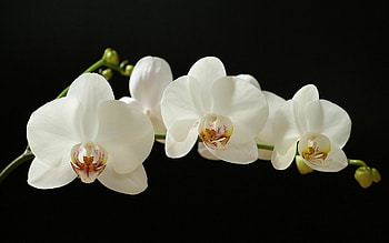 White orchid beauty, Breathtaking backgrounds, Pure elegance, Floral charm HD wallpaper
