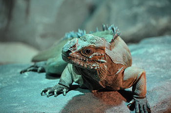 Animals, Shadow, Lizard, Reptile, Iguana HD wallpaper