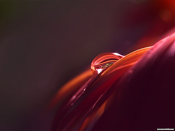 Water, Background, Drops HD wallpaper