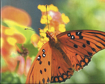 Butterfly, wings, beautiful, flowers HD wallpaper