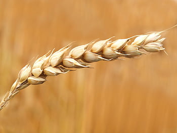 A detailed macro shot of a wheat ear in a sunlit field, highlighting agriculture. HD wallpaper