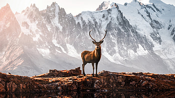 Reindeer In Mountains, reindeer, mountains, nature HD wallpaper