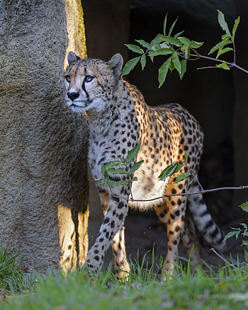 Animals, Cheetah, Predator, Big Cat, Sight, Opinion, Animal HD phone wallpaper