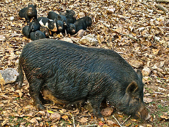 Animals, Food, Grass, Autumn, Leaves, Young, Cubs, Boar HD wallpaper