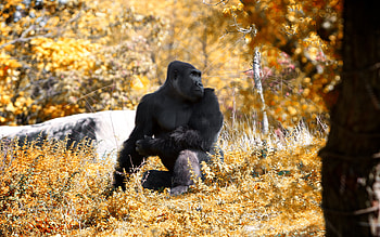 Beautiful gorilla, Striking visuals, Wildlife portrait, Captivating HD wallpaper