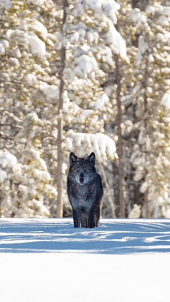 Lone Wolf in Yellowstone National Park, Wyoming USA, snow, winter, Animal, wolf, winter animals HD phone wallpaper
