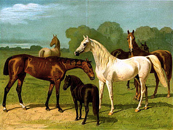Beauty of horses, horses, white, black, brown, trees, variety, pasture, beauty HD wallpaper