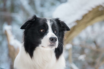 Collie's personality, Gentle companion, Dedicated caretaker, Loving family member HD wallpaper