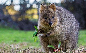Quokka definition, Indigenous Australian mammal, Friendly marsupial, Wild animal HD wallpaper