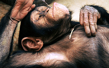 Animals, To Lie Down, Lie, Muzzle, Monkey, Head HD wallpaper