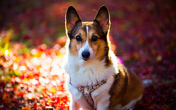 Corgi dog, Adorable , High resolution HD wallpaper