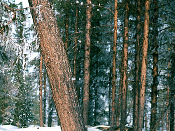 Nature, Trees, Snow, Forest, Trunk HD wallpaper