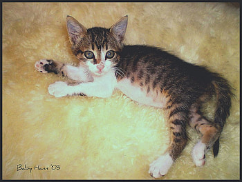 Baby Feral Kitten, kitten, rug, baby, turkish, tabby, feral HD wallpaper