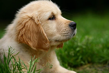 CUTE PUPPY FACE, labradore, puppy, pup, face, canine, retriever HD wallpaper