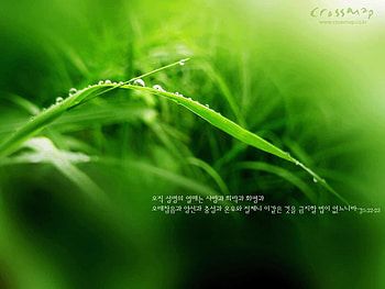 Green, leaf, nature, fresh HD wallpaper
