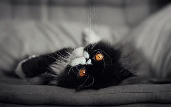 Animals, Cat, Fluffy, Muzzle HD wallpaper