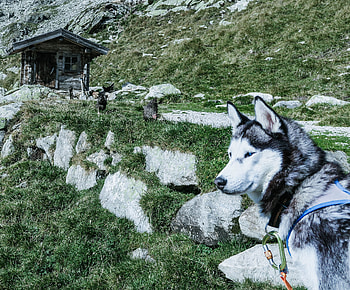 Animals, Shine, Light, Dog, Muzzle, Husky, Haska HD wallpaper