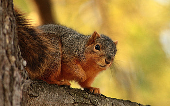 Animals, Squirrel, Sit, Branch, Animal, Bark HD wallpaper