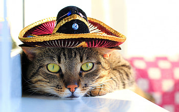 Cat, animal, summer, hat HD wallpaper