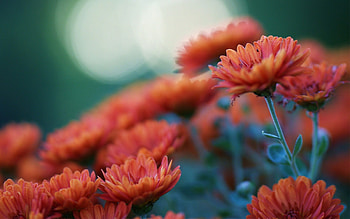 Chrysanthemums background, Floral , Colorful beauty, Tranquil backdrop HD wallpaper