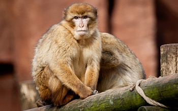 Monkey, fur, cute, log HD wallpaper