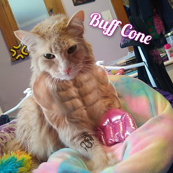 Buff Cat, boredom, meme, Kitty, funny HD phone wallpaper