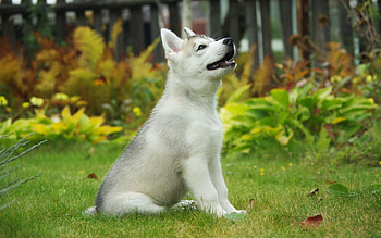 Animals, Dogs HD wallpaper