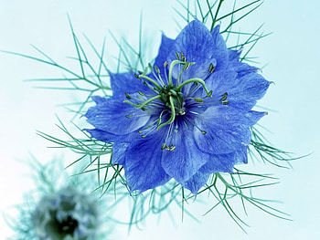 Plants, Flowers HD wallpaper