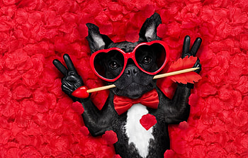 Happy Valentine's Day!, petals, red, arrow, caine, dog, black, valentine, day, glasses, funny, heart HD wallpaper