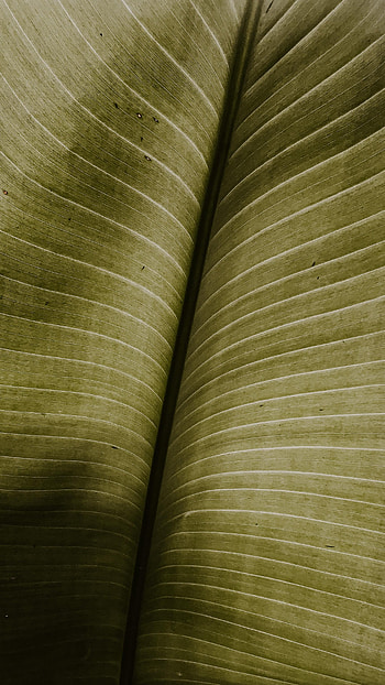 Macro, Sheet, Leaf, Stripes, Streaks, Veins HD phone wallpaper