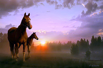 Sharing, country, colt, mist, horses, mother, clouds, trees, peace, evening, sunset HD wallpaper