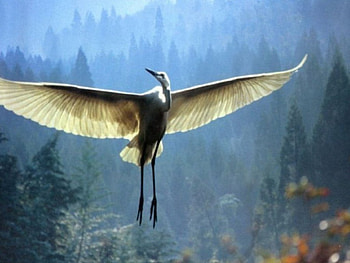 Egret in flight, trees, egret, misty mountains, bird HD wallpaper
