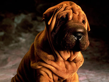 Animals, Dog, Brown, Shadow, Shar Pei HD wallpaper