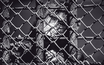 Animals, Muzzle, Monkey, Bw, Chb, Cell, Cage HD wallpaper