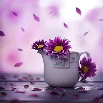 Gerbera, Cup, Wood, Petals HD wallpaper