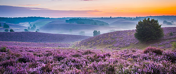 Lavender farm, Purple landscape, Foggy sunset, Orange hues HD wallpaper