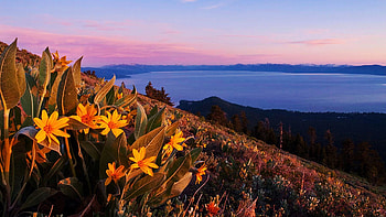 Lakeside Sunset, blossoms, colors, landscape, sky, flowers HD wallpaper