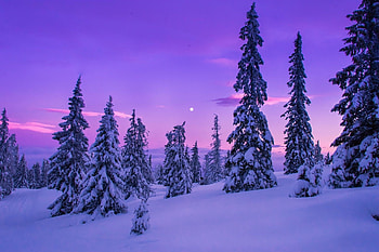 Snow, Winter landscape, Winter wonderland, Spruce trees HD wallpaper