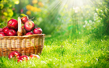 Most ed, Apple fruit , Computer , Fruit HD wallpaper