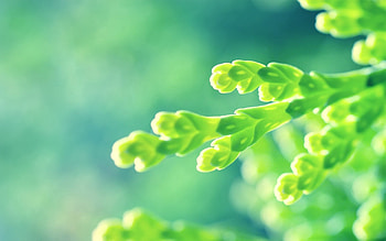 Grass, Plant, Macro, Shine, Light, Blur, Smooth HD wallpaper
