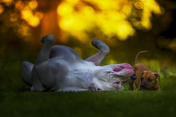 Dogs, dog, sweet, animal, cute, beautiful, puppys, puppy, pretty, animals, lovely HD wallpaper