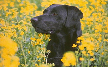 Black Labrador, other, meadow, yellow flowers, out doors HD wallpaper